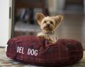 DÜNYADAKİ KÖPEK DOSTU OTELLER