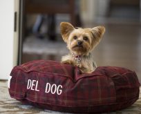 DÜNYADAKİ KÖPEK DOSTU OTELLER