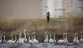 İzmir’deki Flamingolar