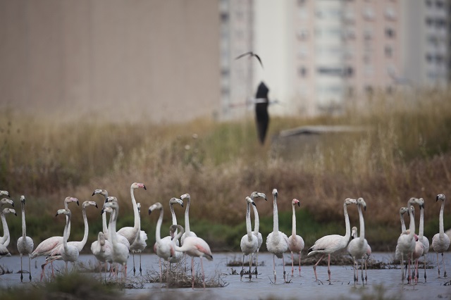 İzmir’deki Flamingolar