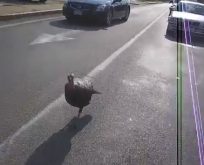 Motorcuya Hindi Saldırdı