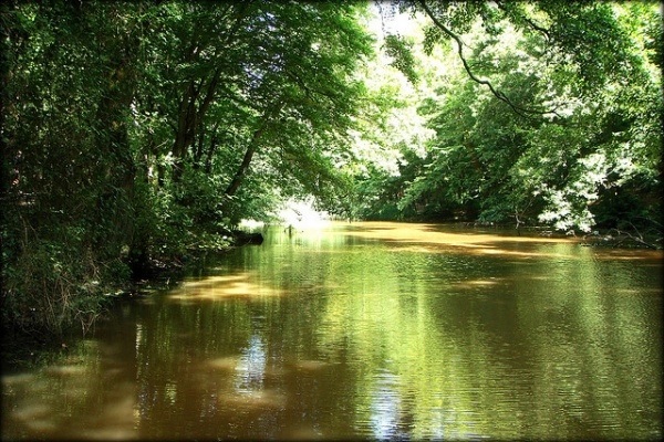 Belgrad Ormanı