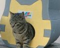 KEDİLER ÜŞÜMESİN DİYE, AUSTROTHERM’DEN  ISI YALITIMLI KEDİ EVLERİ