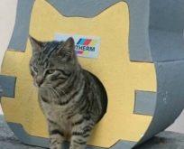 KEDİLER ÜŞÜMESİN DİYE, AUSTROTHERM’DEN  ISI YALITIMLI KEDİ EVLERİ