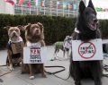 DÜNYADA İLK KEZ KÖPEKLER HAYVAN DENEYLERİNİ DURDURMAK İÇİN PROTESTO ETTİ