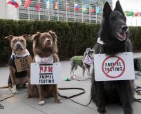 DÜNYADA İLK KEZ KÖPEKLER HAYVAN DENEYLERİNİ DURDURMAK İÇİN PROTESTO ETTİ